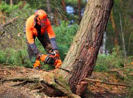 Best Weed Control  in El Rio, CA