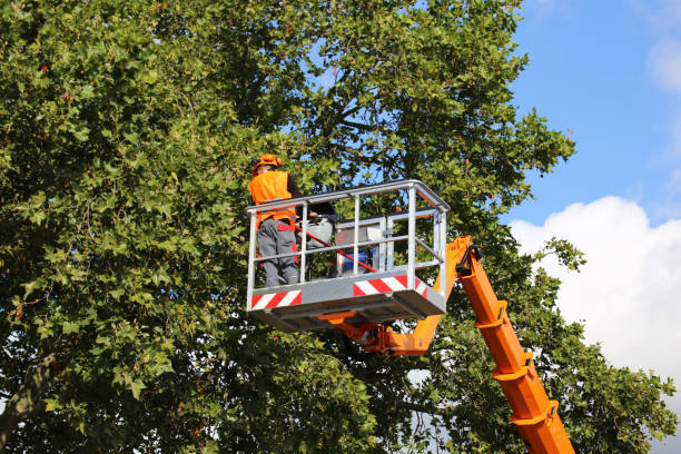 Best Hazardous Tree Removal  in El Rio, CA